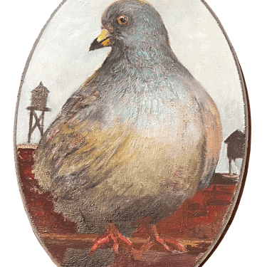 "Crawford" Pigeon