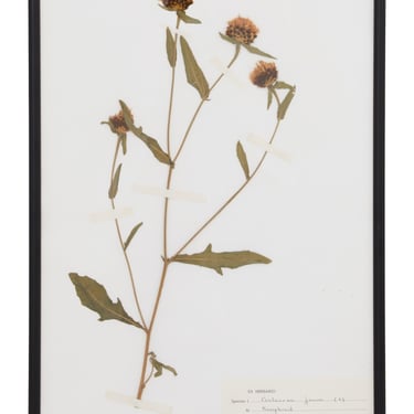 Vintage Pressed Botanical Specimen