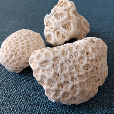 Coral Fossils 3 Small Pieces Perfect for Beach Themed Home Decor Free Shipping 