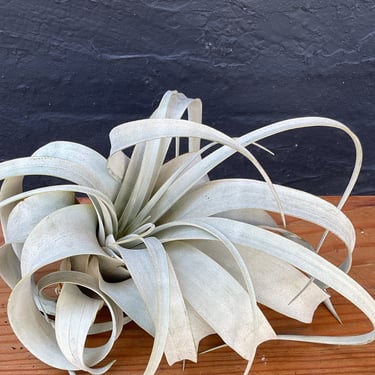 XL Tillandsia Xerographica 