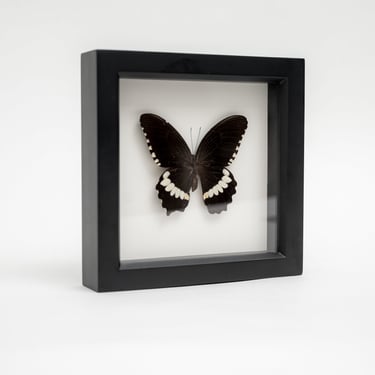 Framed Common Mormon Butterfly