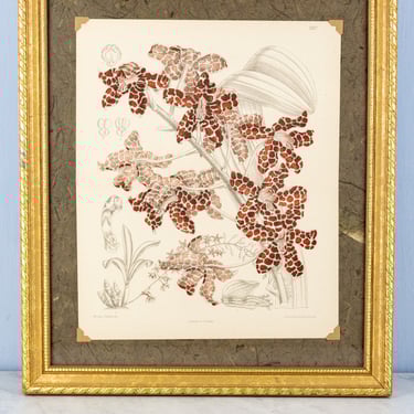 Antique Orchid Folio Print