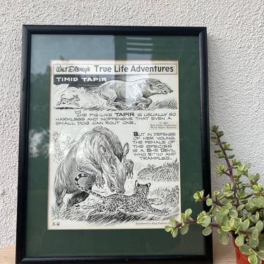 Vintage Walt Disney's True Life Adventures Timid Tapir Animal Illustration Framed Print by George Wheeler | Original Disney Collectible Art 