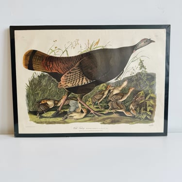 Wild Turkey Print