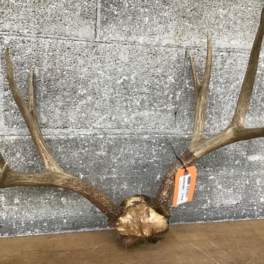 4×4 Mule Deer Antlers (Seattle)