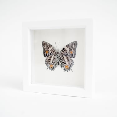 White Framed Narrow Lined Butterfly