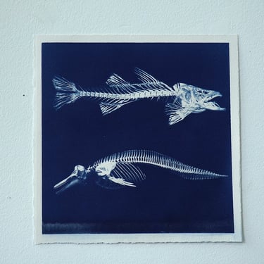 Fish Skeleton Cyanotype on Watercolor Paper (G)