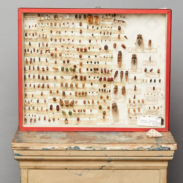 French Beetle Collection from Avignon