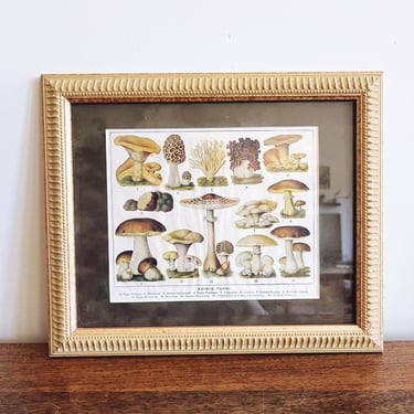 Framed Original Vintage Edible Mushroom Print 