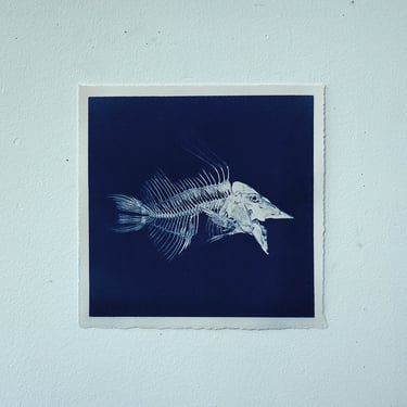 Fish Skeleton Cyanotype on Watercolor Paper (F)