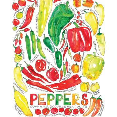 Types of Peppers Produce Family Watercolor Art Print