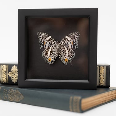 Framed Narrow Lined Beauty Butterfly