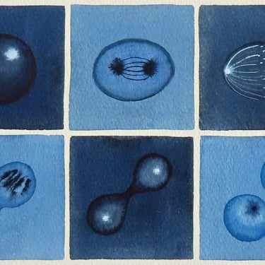 Deep Blue Mitosis  - original watercolor - cell cycle 