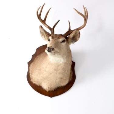 antique deer mount, stag head taxidermy | 86 Vintage Home | Galena, IL