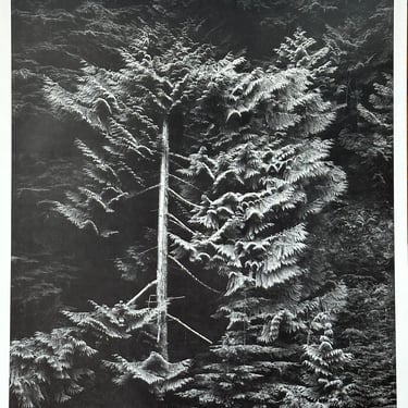 Conifer, Hurricane Ridge, Washington by Bob Kolbrener, Original Signed B&W Photograph, 1980 