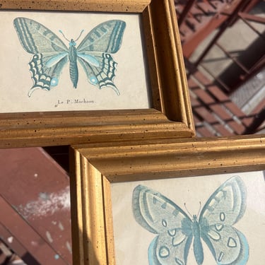 Duo of Butterflies 