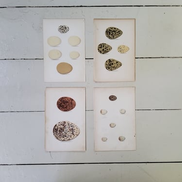 Antique Egg Prints by G.H. Adams c. 1878 Antique Lithograph 