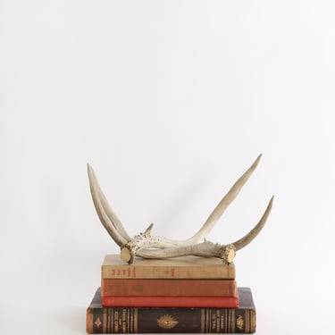 Antique vintage deer antlers 