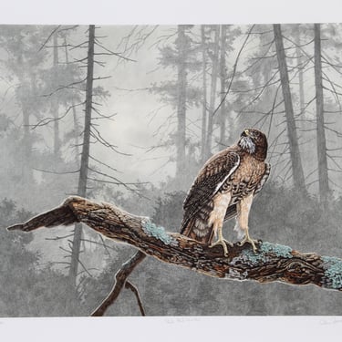 Chris Forrest, Red Tail Hawk, Lithograph, signed and numbered in pencil 