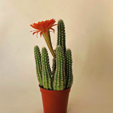 Cactus | Prickly Cactus | Echinopsis Chamaecerus 