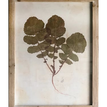 Pressed Wildflower Botanical Print, No. 2