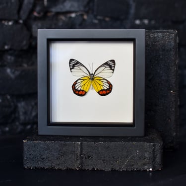 Framed Painted Jezebel Butterfly