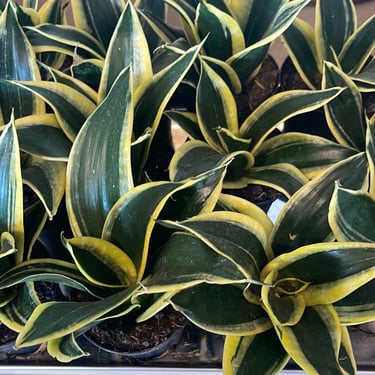 Sanseveria Hahnii Black Gold