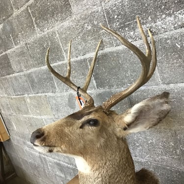 Cape Mount 3&#215;3 Mule Deer (Seattle)