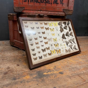 1930s Pressed Butterfly Moth Collection Entomology 
