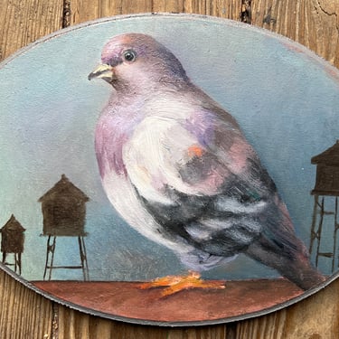 "Carroll" Pigeon