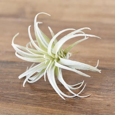 Faux Frosted Tillandsia, realistic faux succulents, realistic faux flower, cottage floral, faux greenery, realistic flowers, fake air plant 
