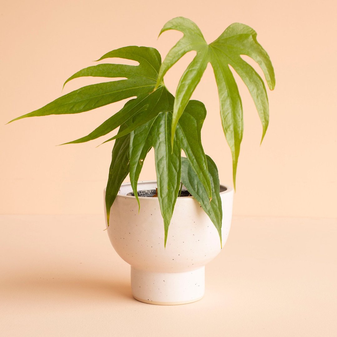 Modern Compote Vase | Salt & Sundry | Union Market & Logan Circle ...