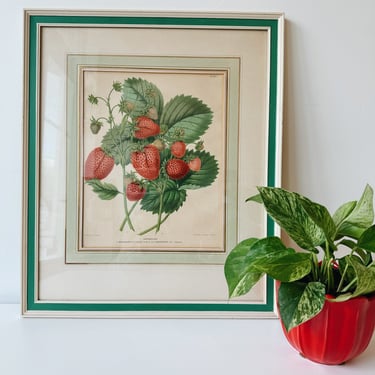Dutch Framed Strawberry Print