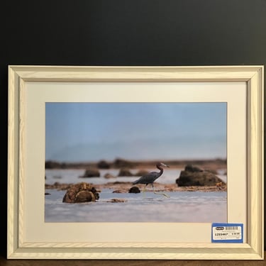 Photo of Little Blue Heron (Seattle)