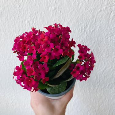 Magenta Kalanchoe