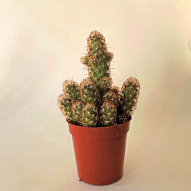 Cactus | Prickly Cactus | Mammillaria Elongota 