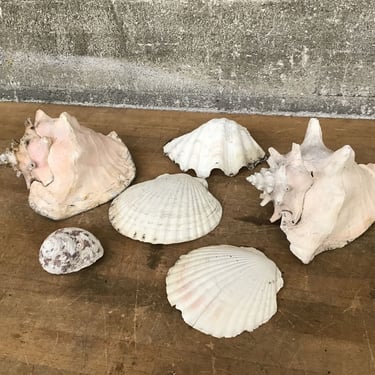 Seashell Collection (Seattle)