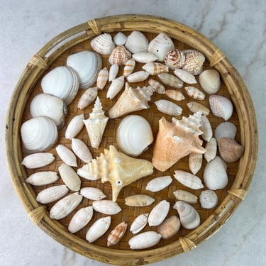 Large Natural and Sea Shell collection, 63 pcs, clams coral conch olive pepqerloney elephant snout, Beach House Coastal Nautical Decor, gift 