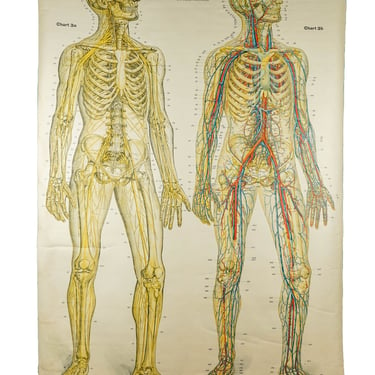 1918 A.J Nystrom & Co. Nervous System Anatomy Chart 