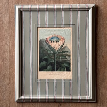 19th C. Diminutive Engraving of Dr. Robert Thornton Hand-Colored Floral Botanicals of The Artichoke Protea in Gusto Painted Frame