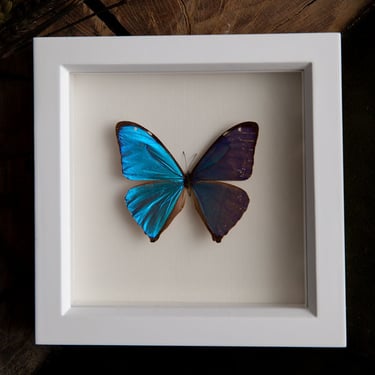 Framed Blue Morpho Aega Butterfly