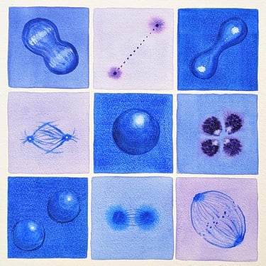 Mitosis in Purple and Blue - Original Watercolor Painting of Cell Division - Biology Art 