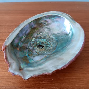 Red Abalone 5.75-inch Shell | Vintage from 1950s 