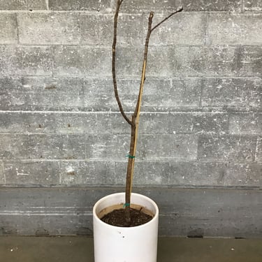 Simple Ceramic Planter (Seattle)