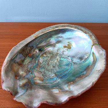 Red Abalone 7.5-inch Shell | Vintage from 1950s 