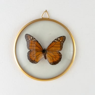 Vintage Framed Butterfly, Real Monarch Butterfly in Gold Round Floating Frame with Convex Glass, Preserved Butterfly Wall Decor 