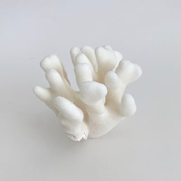 Small Natural White Coral Fragment Beach Home Decor Coastal Decor 