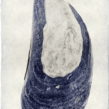 Mussel #5