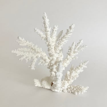 Natural White Coral Fragment Coastal Home Beach Decor Beach Wedding 