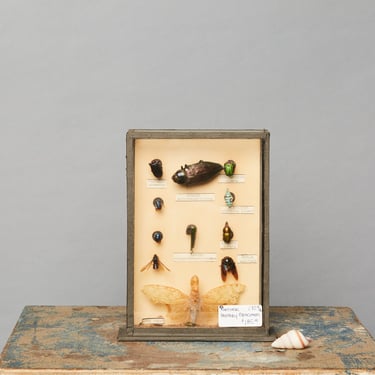 Mounted Beetle Collection from a Hungarian Natural History Museum